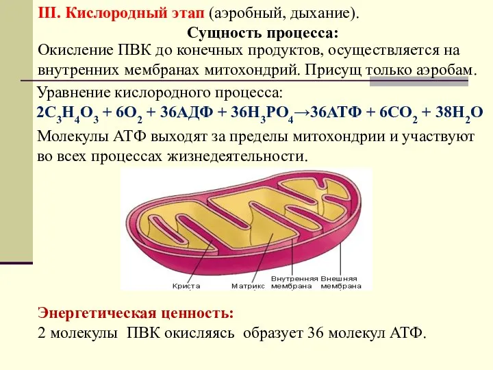 III. Кислородный этап (аэробный, дыхание). Сущность процесса: Окисление ПВК до конечных