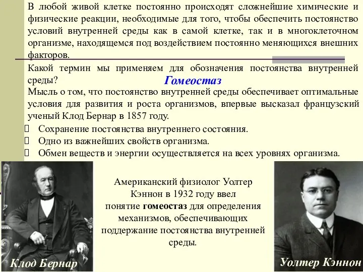 Какой термин мы применяем для обозначения постоянства внутренней среды? Гомеостаз В