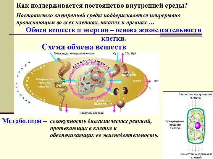 Как поддерживается постоянство внутренней среды? Постоянство внутренней среды поддерживается непрерывно протекающим