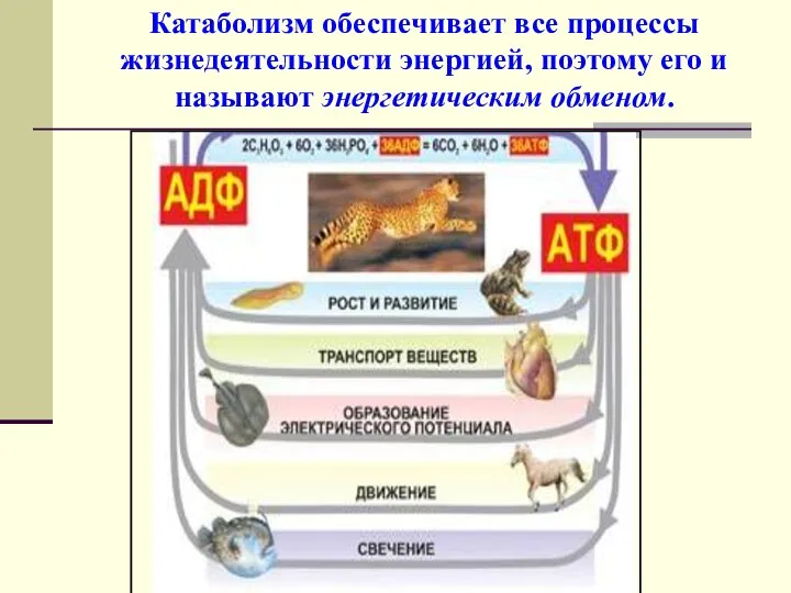 Катаболизм обеспечивает все процессы жизнедеятельности энергией, поэтому его и называют энергетическим обменом.