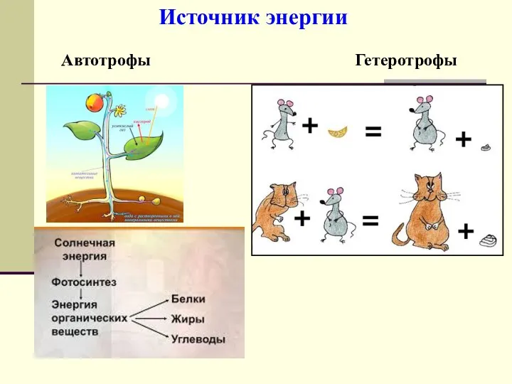 Источник энергии Автотрофы Гетеротрофы