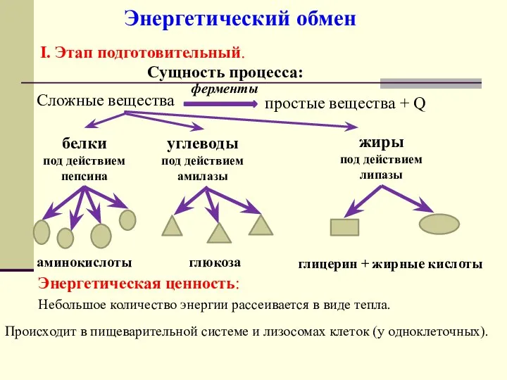 Энергетический обмен Энергетическая ценность: Небольшое количество энергии рассеивается в виде тепла.