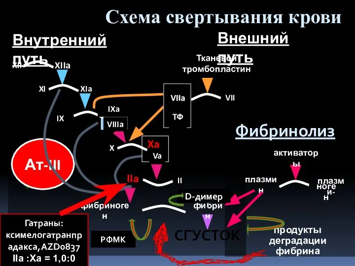 Ат-III IX IXa VIIIa X Xa Va II IIa VII Тканевой