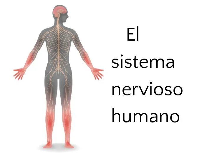 El sistema nervioso humano