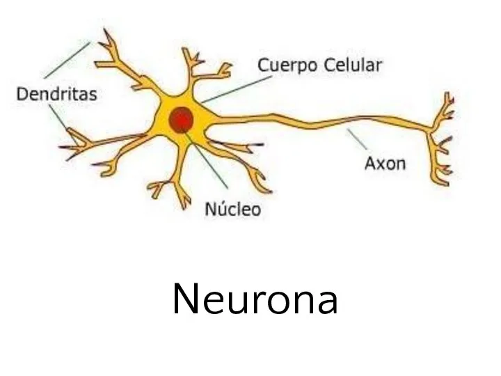 Neurona