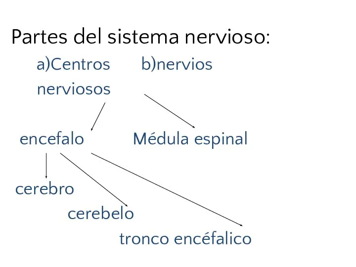 Partes del sistema nervioso: a)Centros b)nervios nerviosos encefalo Médula espinal cerebro cerebelo tronco encéfalico
