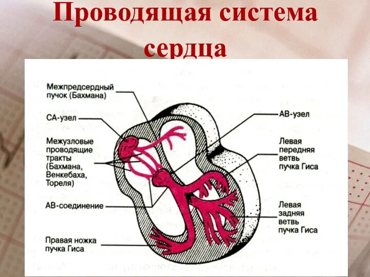 Проводящая система сердца