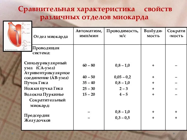 Сравнительная характеристика свойств различных отделов миокарда