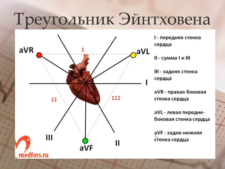 Треугольник Эйнтховена