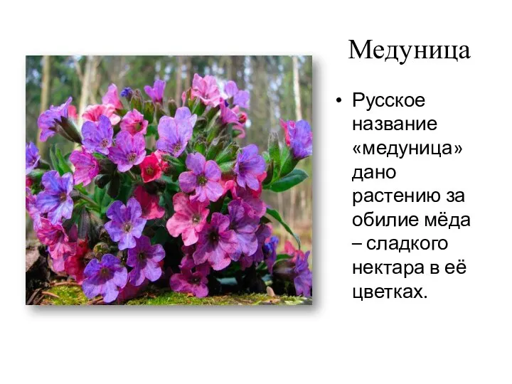 Медуница Русское название «медуница» дано растению за обилие мёда – сладкого нектара в её цветках.