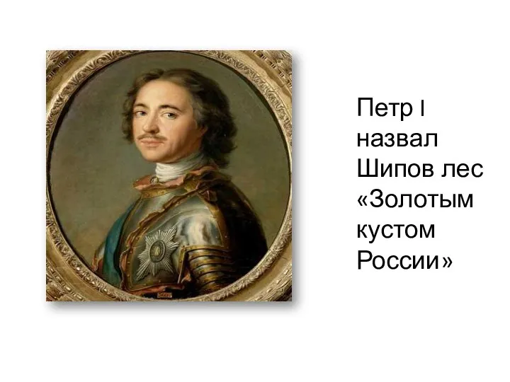 Петр I назвал Шипов лес «Золотым кустом России»