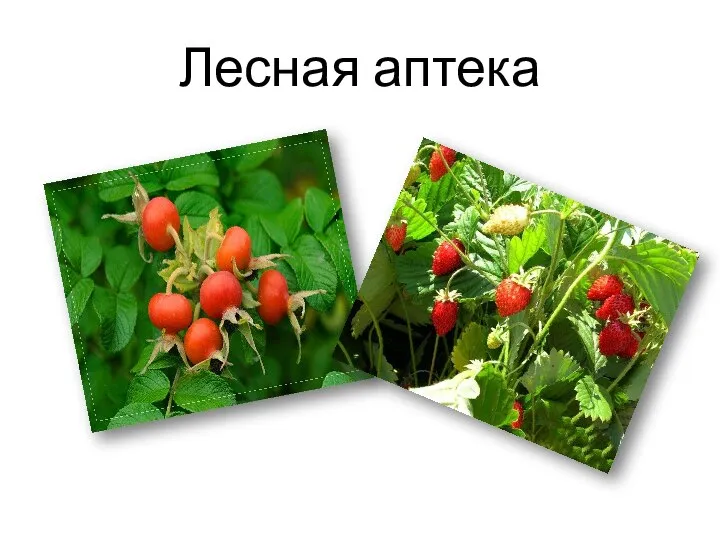 Лесная аптека