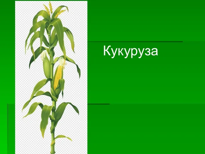 Кукуруза