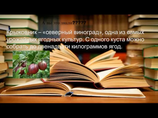 Крыжовник – «северный виноград», одна из самых урожайных ягодных культур. С