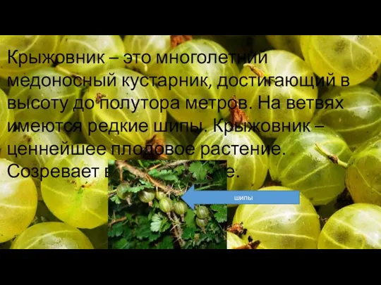 Крыжовник – это многолетний медоносный кустарник, достигающий в высоту до полутора