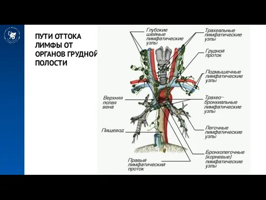 ПУТИ ОТТОКА ЛИМФЫ ОТ ОРГАНОВ ГРУДНОЙ ПОЛОСТИ