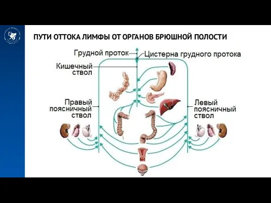 ПУТИ ОТТОКА ЛИМФЫ ОТ ОРГАНОВ БРЮШНОЙ ПОЛОСТИ