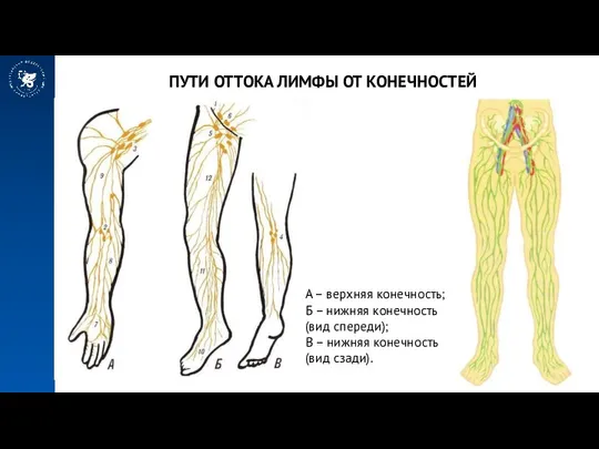 ПУТИ ОТТОКА ЛИМФЫ ОТ КОНЕЧНОСТЕЙ А – верхняя конечность; Б –