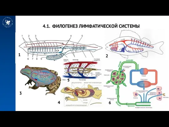 Развитие лимфатической системы тесно связано с развитием кровеносной; У низших позвоночных