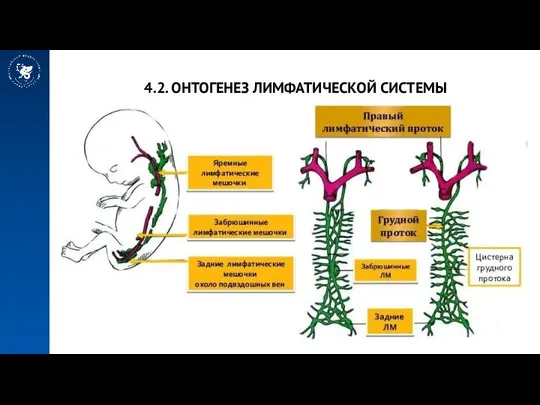 4.2. ОНТОГЕНЕЗ ЛИМФАТИЧЕСКОЙ СИСТЕМЫ У человека на 6-й неделе эмбриогенеза из