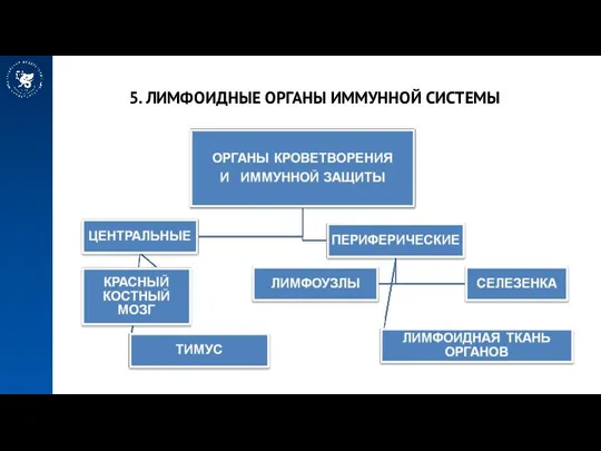 5. ЛИМФОИДНЫЕ ОРГАНЫ ИММУННОЙ СИСТЕМЫ