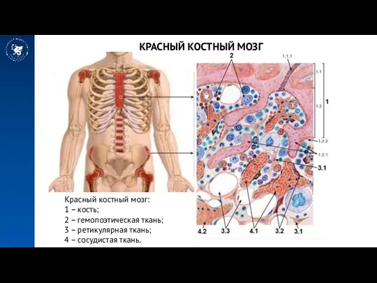 КРАСНЫЙ КОСТНЫЙ МОЗГ Красный костный мозг: 1 – кость; 2 –