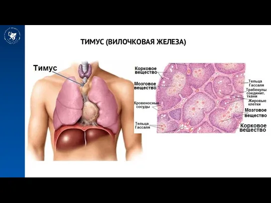 ТИМУС (ВИЛОЧКОВАЯ ЖЕЛЕЗА)