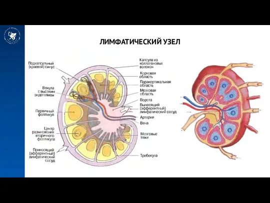 ЛИМФАТИЧЕСКИЙ УЗЕЛ