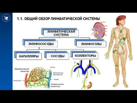 1.1. ОБЩИЙ ОБЗОР ЛИМФАТИЧЕСКОЙ СИСТЕМЫ