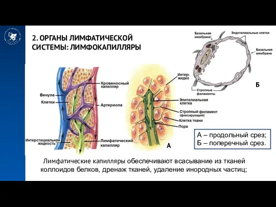 2. ОРГАНЫ ЛИМФАТИЧЕСКОЙ СИСТЕМЫ: ЛИМФОКАПИЛЛЯРЫ Лимфатические капилляры обеспечивают всасывание из тканей