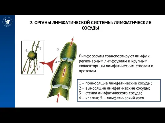 2. ОРГАНЫ ЛИМФАТИЧЕСКОЙ СИСТЕМЫ: ЛИМФАТИЧЕСКИЕ СОСУДЫ Лимфососуды транспортируют лимфу к регионарным