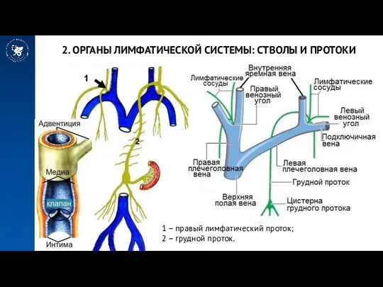 2. ОРГАНЫ ЛИМФАТИЧЕСКОЙ СИСТЕМЫ: СТВОЛЫ И ПРОТОКИ 1 – правый лимфатический проток; 2 – грудной проток.