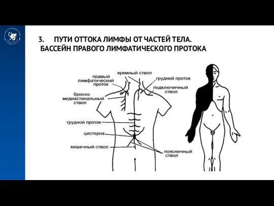 ПУТИ ОТТОКА ЛИМФЫ ОТ ЧАСТЕЙ ТЕЛА. БАССЕЙН ПРАВОГО ЛИМФАТИЧЕСКОГО ПРОТОКА