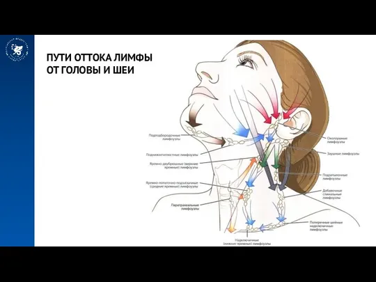 ПУТИ ОТТОКА ЛИМФЫ ОТ ГОЛОВЫ И ШЕИ