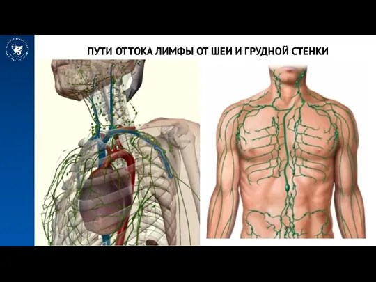 ПУТИ ОТТОКА ЛИМФЫ ОТ ШЕИ И ГРУДНОЙ СТЕНКИ