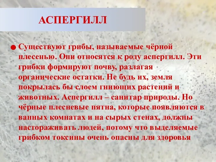 АСПЕРГИЛЛ Существуют грибы, называемые чёрной плесенью. Они относятся к роду аспергилл.