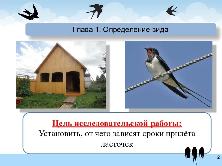 Глава 1. Определение вида Цель исследовательской работы: Установить, от чего зависят сроки прилёта ласточек