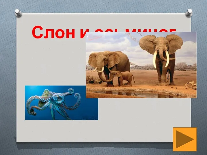 Слон и осьминог