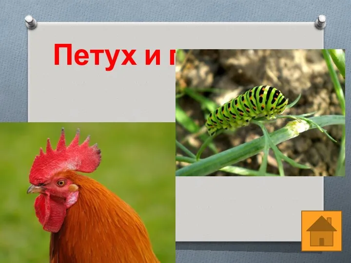 Петух и гусеница