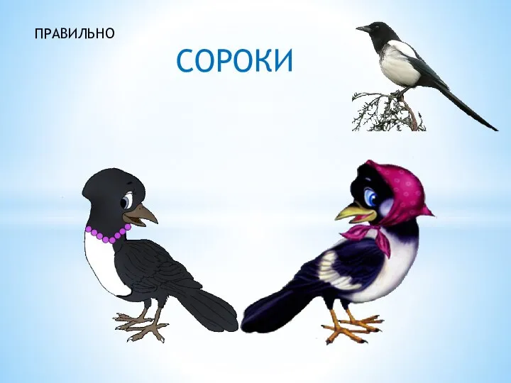 ПРАВИЛЬНО СОРОКИ