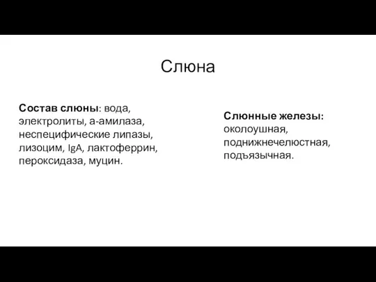 Слюна Состав слюны: вода, электролиты, а-амилаза, неспецифические липазы, лизоцим, IgA, лактоферрин,