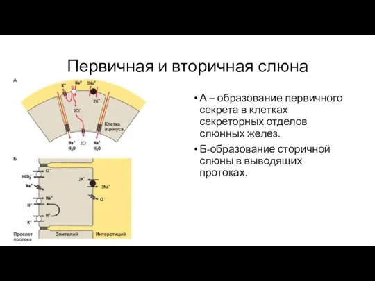 Первичная и вторичная слюна А – образование первичного секрета в клетках