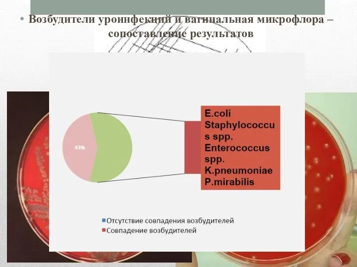 Возбудители уроинфекций и вагинальная микрофлора – сопоставление результатов