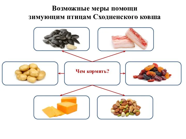 Возможные меры помощи зимующим птицам Сходненского ковша Чем кормить?