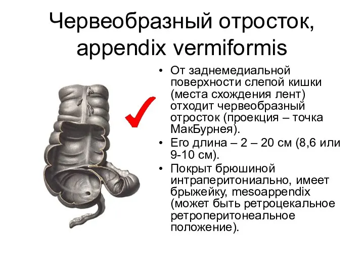 Червеобразный отросток, appendix vermiformis От заднемедиальной поверхности слепой кишки (места схождения