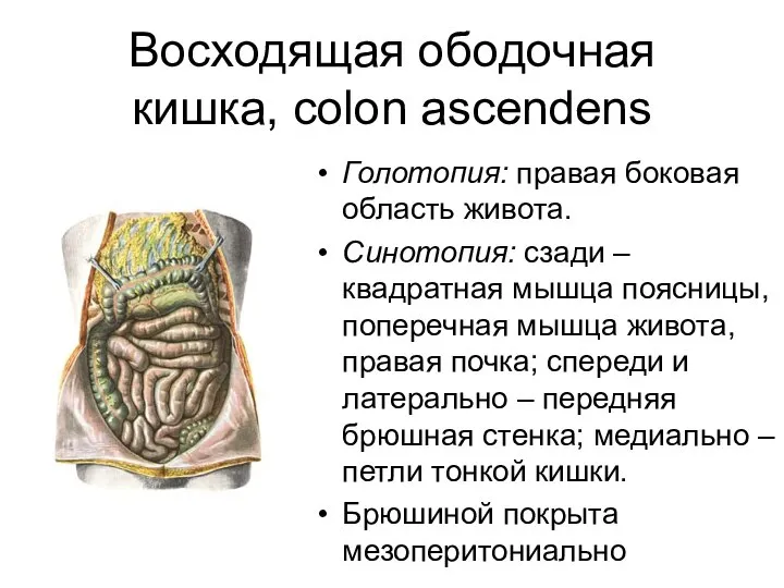 Восходящая ободочная кишка, colon ascendens Голотопия: правая боковая область живота. Синотопия: