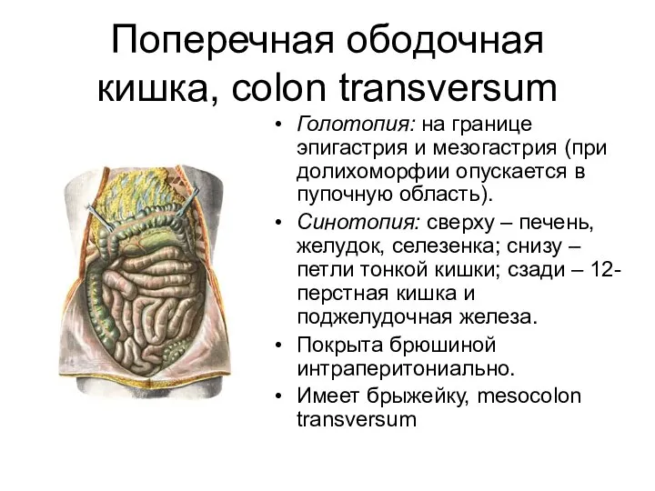 Поперечная ободочная кишка, colon transversum Голотопия: на границе эпигастрия и мезогастрия
