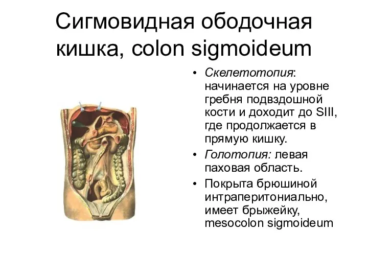 Сигмовидная ободочная кишка, colon sigmoideum Скелетотопия: начинается на уровне гребня подвздошной