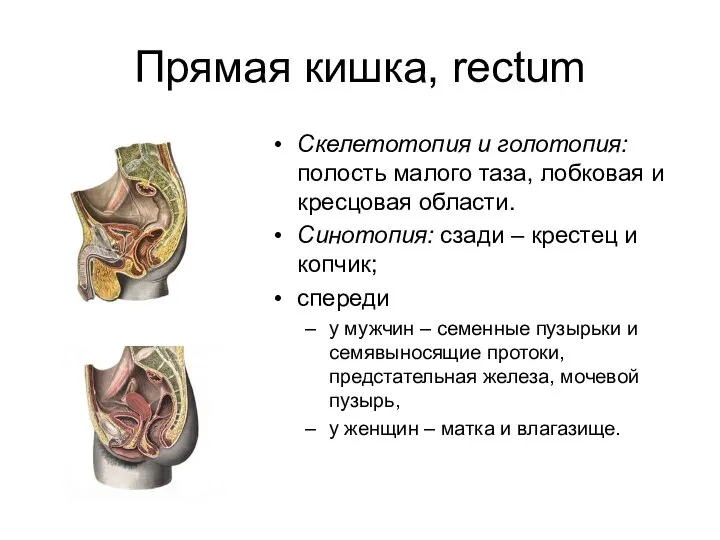 Прямая кишка, rectum Скелетотопия и голотопия: полость малого таза, лобковая и
