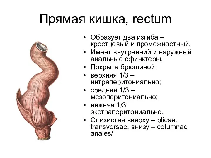 Прямая кишка, rectum Образует два изгиба – крестцовый и промежностный. Имеет